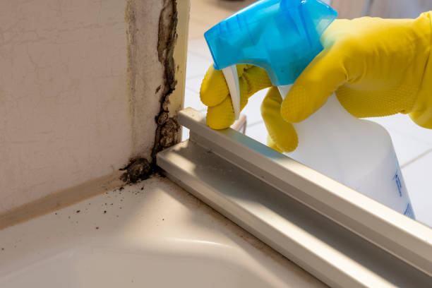 Best Commercial Mold Removal  in St Paul Park, MN